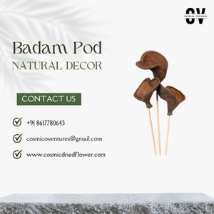 Vaina de Badam de Primera Calidad Popular para Decoración de Bodas, Halloween, Hogar, Oficina y Eventos - Arreglo de Flores Secas Ecológico - Product Image 4