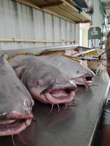 Bagre Rojo Congelado IQF de Alta Calidad al por Mayor, Empaquetado a Granel, 12 Meses de Vida Útil, Precios Económicos - Product Image 5