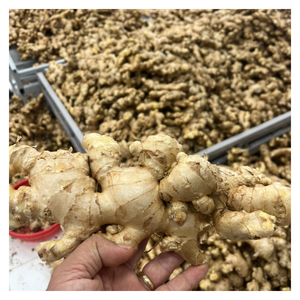 Gingembre frais du Vietnam avec saveur piquante Grande taille et prix compétitif pour les commandes en gros - Product Image 5
