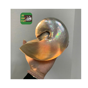 VIETNAM NATUREL POLI NAUTILUS SEASHELL AVEC BONNE QUALITÉ ET BAS PRIX POUR L'EXPORTATION À PARTIR DE 99 DONNÉES D'OR - Product Image 5