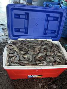 Camarones Blancos Congelados IQF de Alta Calidad en Venta - Product Image 5