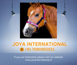 COLLIER PVC-MARINE FONCÉ & ROUGE intelligent - Product Image 2