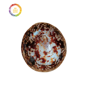 Conchas de Lapa de bajo precio para acuario, artesanía y joyería al por mayor con calidad confiable y suministro listo para exportación - Product Image 6