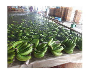 Wholesale CAVENDISH BANANA Low MOQ Cheap Price Customized <b>Sticker</b> As Requested Fesh Fruit Fresh <b>Frozen</b> Banana - Product Image 1