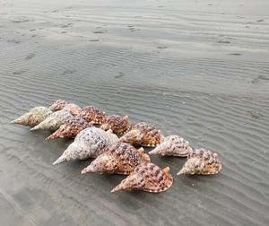 Vietnam Triton Shell Bulk Export, Craft-Ready Large Triton Shell, Pulido Amonite Trumpet Seashell Clean para el envío - Product Image 5