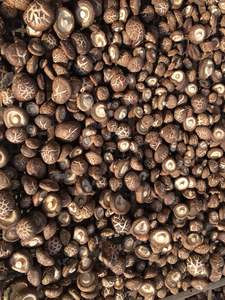 Champignon Shiitake séché bon pour la santé - Product Image 4