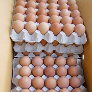 Huevos de gallina ponedora en venta con calidad premium y métodos de cultivo orgánico - Product Image 1