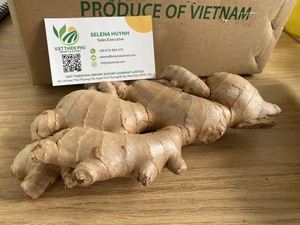 ส่งออก/ขายส่งขิงช้างสดคุณภาพสูงจากเวียดนามขิงสด2022 - Product Image 2