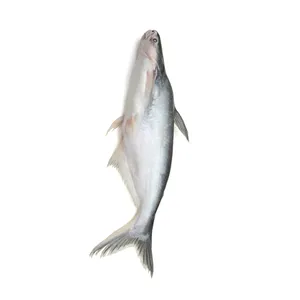 Pesce gatto intero congelato fresco per la vendita 1kg pesce gatto stile Africa imballaggio otto tipo di origine scaffale