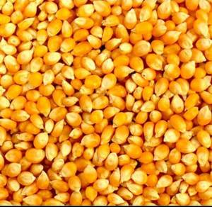 เมล็ดข้าวโพดในยุโรปเก็บรักษา12เดือนทำจากข้าวโพดแบบไม่ผ่านการอบแห้งเกรดพรีเมี่ยม - Product Image 5