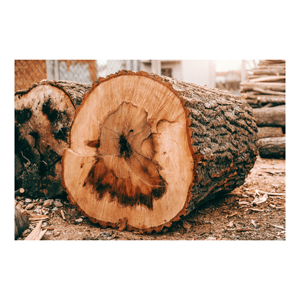 Mangrove Hardwood Kiln-Dried Firewood <b>Logs</b> Top Grade Biofuel 28 C/83F Sold in Bulk Quantity - Product Image 3