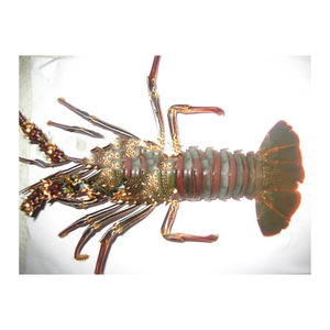 Homard entier frais congelé, fruits de mer de première qualité pour l'industrie de la restauration - Product Image 1