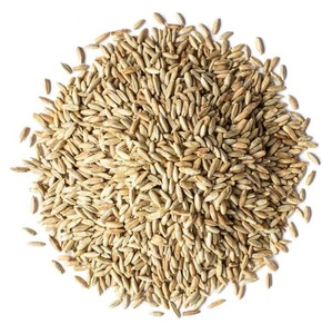 Grains de seigle de qualité supérieure à vendre en produit de grain de seigle de haute qualité en vrac - Product Image 3