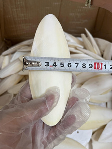 แคลเซียมธรรมชาติสำหรับนกกระโหลกกระดองปากกระต่าย - Product Image 5