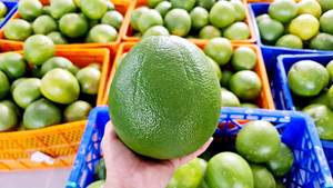 ส้มโอส้มโอน้ำผึ้งสดสำหรับส่งออกผลไม้เมืองร้อนจากเวียดนาม - Product Image 3