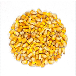 Maíz Amarillo Fresco Orgánico Premium, Semillas de Maíz Dulce Crudo, Empacado en Bolsas de 10 kg, Mejor Precio para Pedidos al por Mayor en Existencia - Product Image 5
