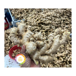 VENTA CALIENTE VIETNAM JENGIBRE FRESCO CALIDAD PREMIUM SUMINISTRO A GRANEL DEL FABRICANTE DIRECTO PARA LA EXPORTACIÓN - Product Image 1