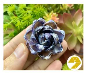 Flores de conchas marinas hechas a mano, decoración de bodas en la playa, flores de conchas marinas naturales, regalo costero para el hogar, recuerdo único de verano, buenas ofertas - Product Image 6