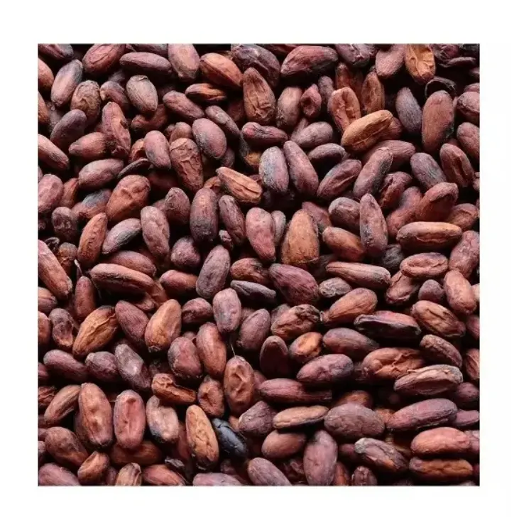 Groothandel Biologische Cacaobonen-Premium Kwaliteit Groothandel Gedroogde Cacaobonen