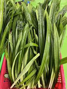 HOJA PANDAN SECA/CONGELADA CORTA/ENTERA CON AROMA RICO Y AROMA DULCE NATURAL LISTO PARA EXPORTAR - Product Image 5