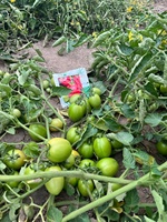 Tomatenhybride ROCK F1 Zaden - 99,9% Zuiverheid 90% Kiembare Zaden Rode Ovale Vruchten Oorsprong Pakistan Merk Moon Star
