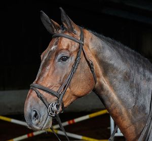 Brida negra completa de alta calidad de cuero genuino FABRICANTE de brida de caballo - Product Image 1