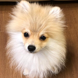 Dropshipping GiftPet Aço Inoxidável Colar De Metal Chaveiro Titanium Aço Jóias Figura de Casal Gatinho Foto Acessório - Product Image 5