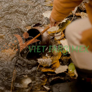 Cuchara de agua de coco-VIET FARGIMEX Producto de agua de coco de alta calidad - Product Image 3