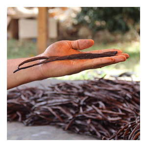 Suministro de fábrica, frijoles secos de vainilla de grado premium, vainas de vainilla de alta calidad para condimentos de alimentos, panadería - Product Image 1