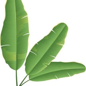 ผลิตภัณฑ์ใบกล้วยจากการเกษตรพร้อมบรรจุภัณฑ์แบรนด์ตามสั่ง - Product Image 2