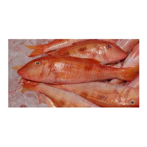 ปลากระพงแดงแช่แข็งราคาถูก ซื้อจำนวนมาก อาหารทะเล - Product Image 5