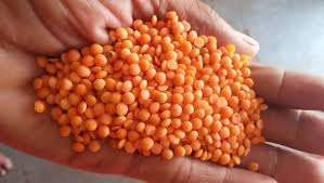 Graines de lentilles rouges Chana Dal, séchées, en vrac et ensachées, lentilles de qualité supérieure - Product Image 4