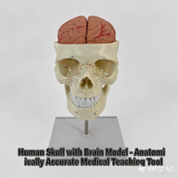 Modelo de Cráneo Humano de PVC con Sutura Craneal TIANLIAN, para Neurocirugía, Anatomía Cranial, Entrenamiento y Enseñanza Escolar