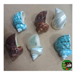 เปลือกหอยเชลล์ตกแต่งแบบเทอร์โบเปลือกหอยเทอร์โบสีเขียว: หอยสังข์ธรรมชาติอันศักดิ์สิทธิ์สำหรับตกแต่งวาสตูเปลือกหอยหอยสังข์ธรรมชาติ - Product Image 5