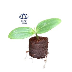 Granulés de coco - Product Image 1