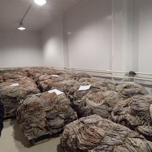 Tripes de veau de haute qualité, omasum de bœuf congelé |   Tripes de bœuf congelées en vrac, prix et emballage de qualité supérieure avec la meilleure offre de réduction - Product Image 5