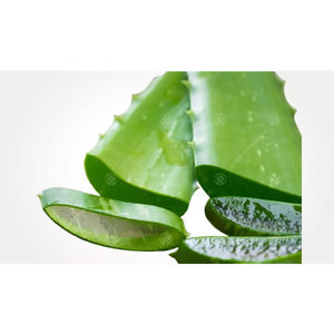 Foglie di Aloe Vera Biologica Fresca dal Regno Unito per Pelle Secca con Proprietà Sbiancanti per Viso, Corpo, Mani, Occhi, Seno, Piedi ed Erboristica - Product Image 1