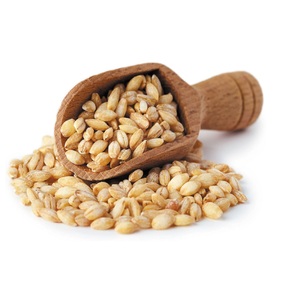 High-Quality <b>Barley</b> Available for Sale in Bulk Order Wholesale <b>Barley</b> for Your Farm or Food Production Needs - Product Image 4