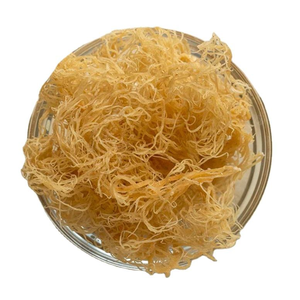 Mousse de mer séchée Wildcrafted Gold | Vente en gros vrac Vietnam - Product Image 3