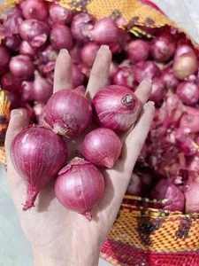 หอมแดงสีม่วงแช่แข็ง Iqf พรีเมี่ยมของเวียดนาม | รักษากลิ่นหอมตามธรรมชาติ | ส่งออกและขายส่งจำนวนมาก - Product Image 5