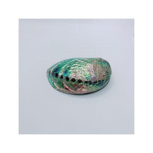 Vente en gros de superbes coquilles d'ormeau pour l'artisanat et la décoration Matériau de coquillage naturel poli pour la maison et le restaurant - Product Image 2