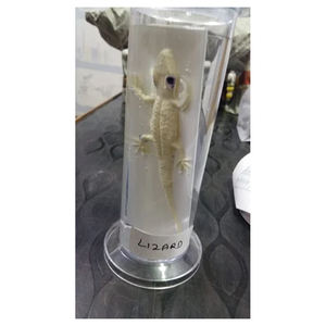 Pot de stockage d'échantillons en acrylique transparent de qualité supérieure pour les laboratoires médicaux et de recherche - Product Image 1