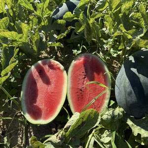 Sandía Fresca de Alta Calidad de Vietnam con Sabor Dulce y Jugoso - Product Image 2