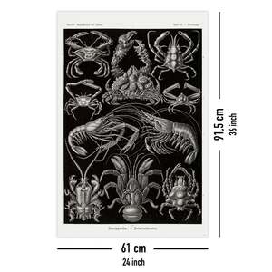 Póster de Haeckel Decapoda, Placa 86 de las Formas de la Naturaleza, con un Intrincado Patrón de Naturaleza Muerta - Product Image 5