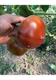 Semi di 2000 giganti semi di pomodoro villaggio olandese semi sostenibili al dettaglio all'ingrosso