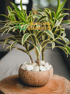 Cuencos de cáscara de coco grabados de alta calidad cuencos de coco artesanales para batidos ensalada de frutas para decoración de plantas - Product Image 4