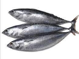 Alta Qualidade Fresco Congelado Bonito Atum Premium <span class=keywords><strong>Seafood</strong></span> Produto para Atacado - Product Image 3