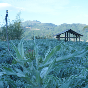 Los fabricantes venden bolsas de té de alcachofa de alta calidad empacadas 1g X 20 bolsas de té de hierbas para apoyar la salud del hígado - Product Image 2
