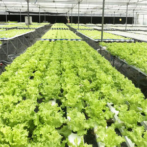 Laitue verte fraîche 10% mûre à l'origine en vente - Product Image 3