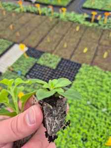 Sustrato de bloques de plántulas de musgo de turba báltica de alta densidad para la propagación de frutas y bayas y plantas ornamentales de plantas jóvenes - Product Image 4